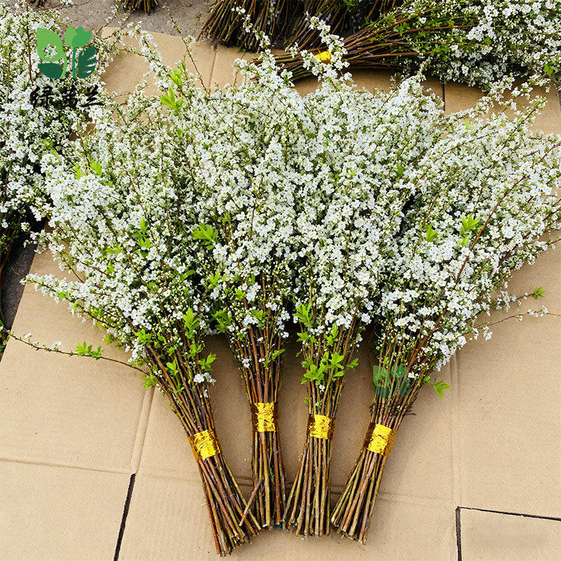 鲜雪柳枝鲜切枝客厅绿植花卉室内盆栽植物干枝龙柳枯树逢春富贵竹