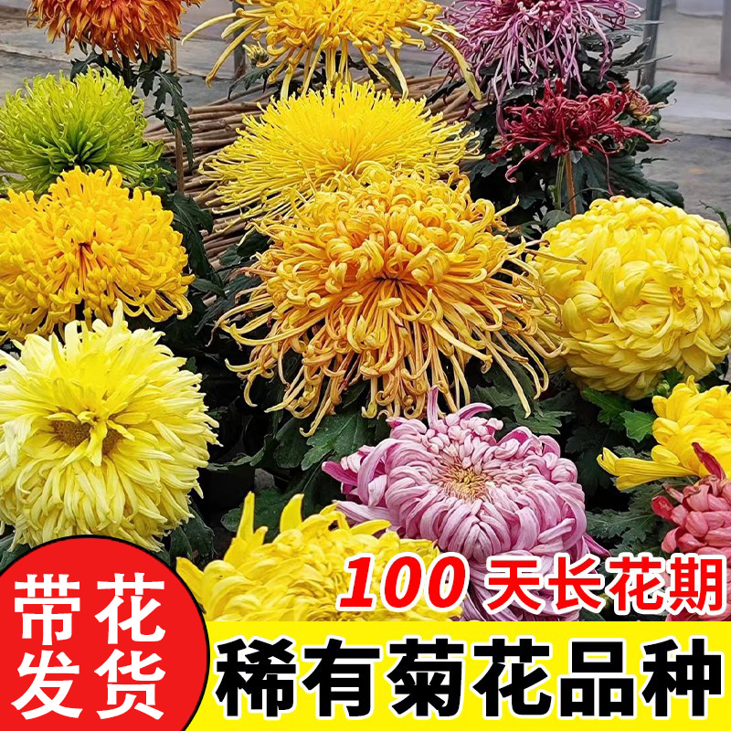 菊花苗大带苞四季盆栽开秋