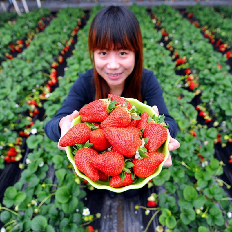 草莓苗红颜奶油盆栽种籽子
