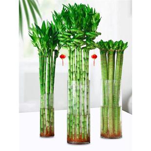 富贵竹水培植物文昌龙竹观音转运竹子盆栽带根客厅绿植好水养招财