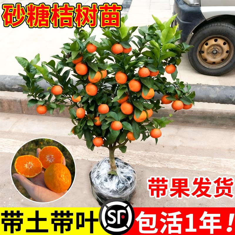 正宗广西无籽砂糖橘子树苗