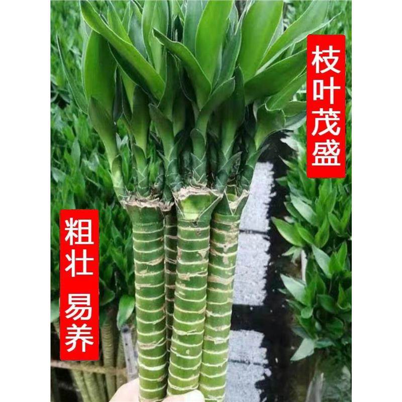 富贵竹水养多头龙竹粗壮带根易活桌面盆栽室内绿植净化空气除甲醛,鲜花速递/花卉仿真/绿植园艺,时令草本花卉,淘宝优惠券,粉丝福利购,淘宝优惠卷