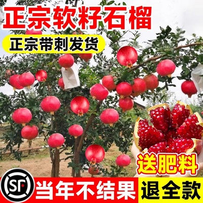 石榴树苗突尼斯软籽无蒙阳