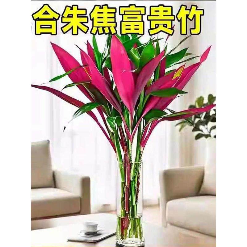 红紫竹鸿运竹富贵竹水培植物客厅招财竹子室内好养活花卉