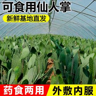 仙人掌食用药用外敷消肿内服美容种植嫁接开花结果新鲜的绿植盆栽