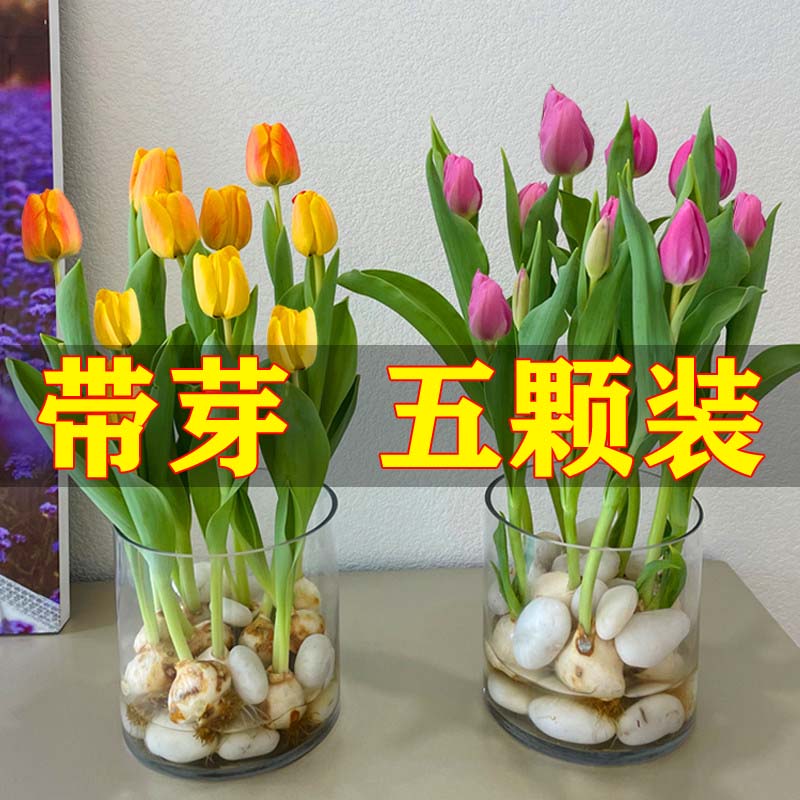 5颗郁金香种球水培花卉盆