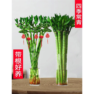 水培植物富贵竹转运竹子室内客厅绿植盆栽开运竹文昌龙竹节节高