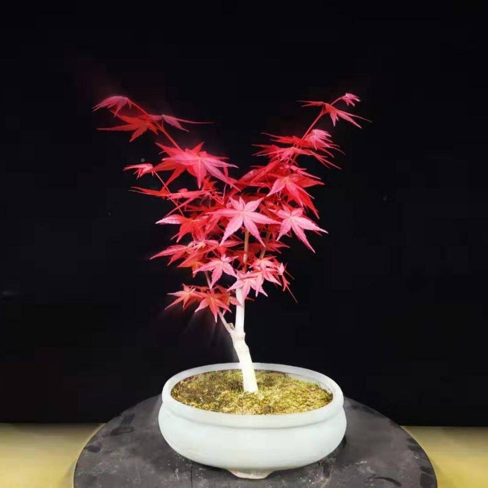 红枫盆景中黄国树苗日本舞