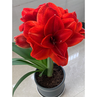 朱顶红进口重瓣特大种球四季盆栽花卉新手易种室内外阳台庭院植物