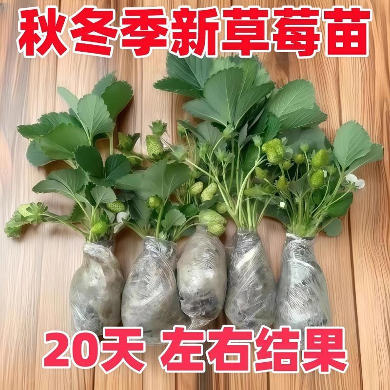 四季草莓苗奶油盆栽食用带