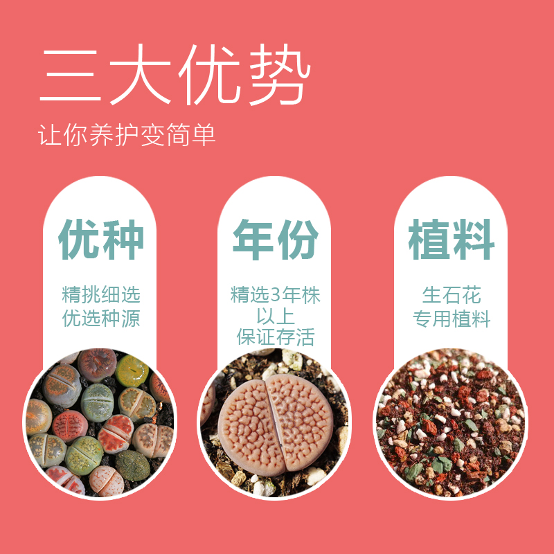 pp生石花屁股花多肉大颗含盆土套餐石头花石生花个性多肉创意花盆