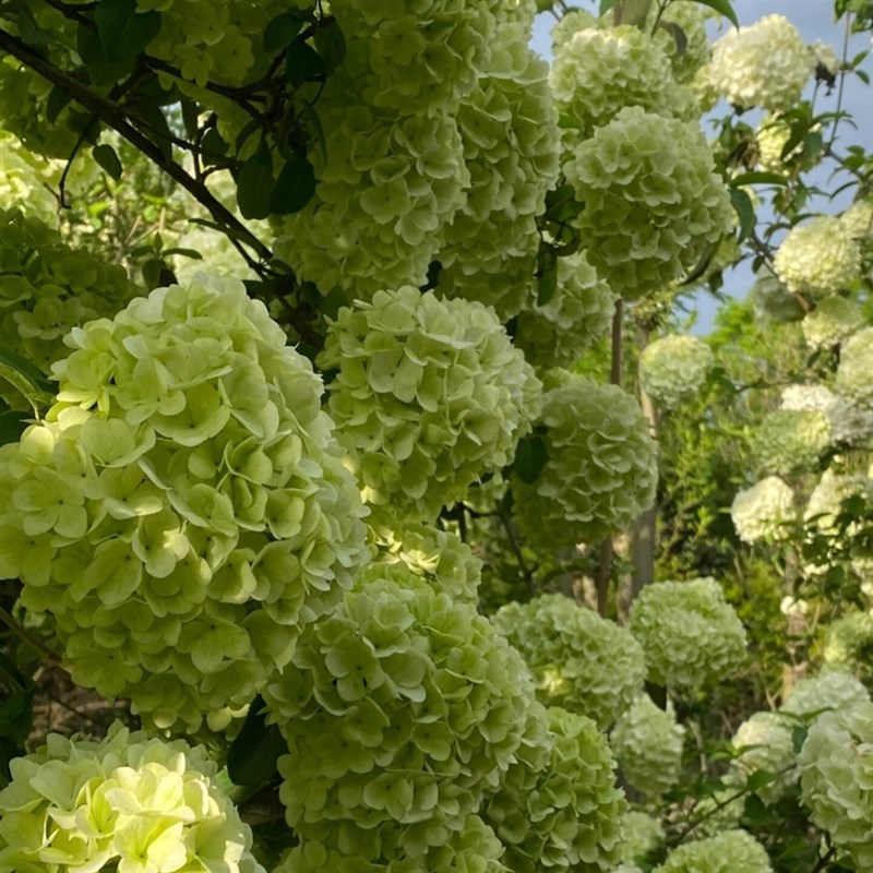 中华木绣球树苗庭院别墅花园室内外耐寒木本老桩植物盆栽花卉植物