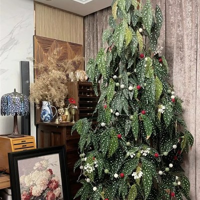 植物优选大盆乌头杂秋海棠 粉旗鱼 鳟鱼秋海棠