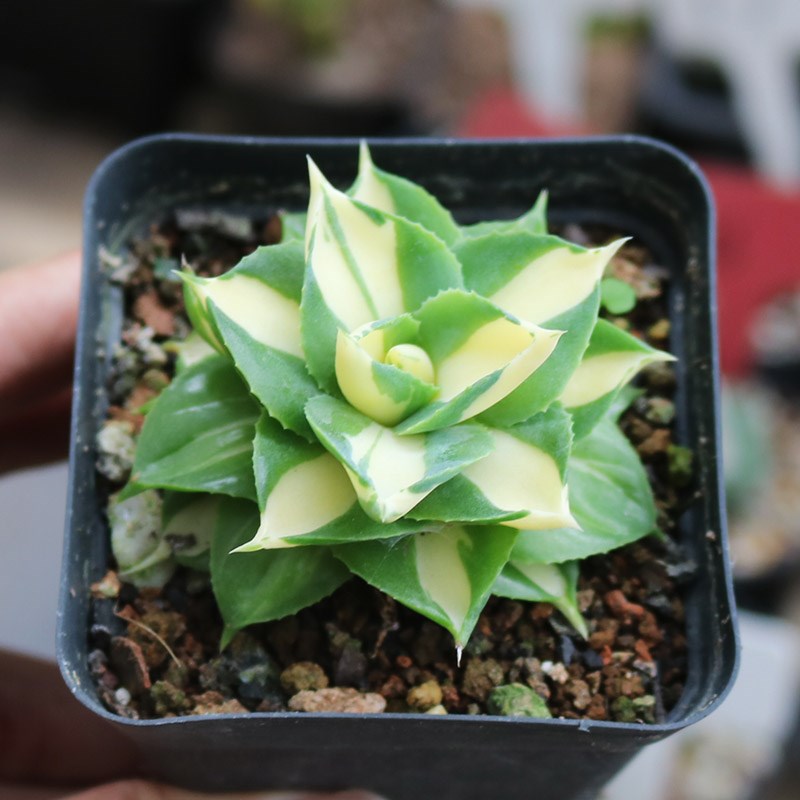 黄中斑王妃雷神龙舌兰自然锦美观好养易度夏多肉植物阳台小盆栽