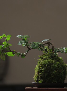 福建茶绿植室内树桩盆景客厅悬崖造型小叶黄杨小老桩季常青