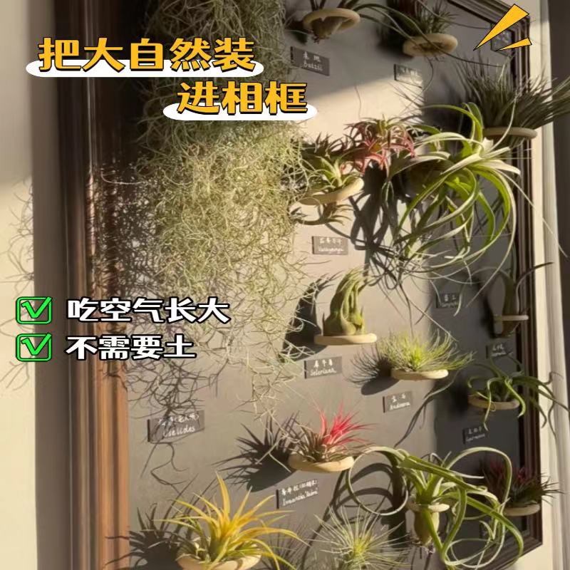 空气凤梨绿植相框画框装饰墙面盆景盆栽懒人植物壁画diy定制手工
