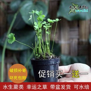 山野选集 幸运草四叶萍田字草绿植水培类植物耐水喜阴植物生态缸