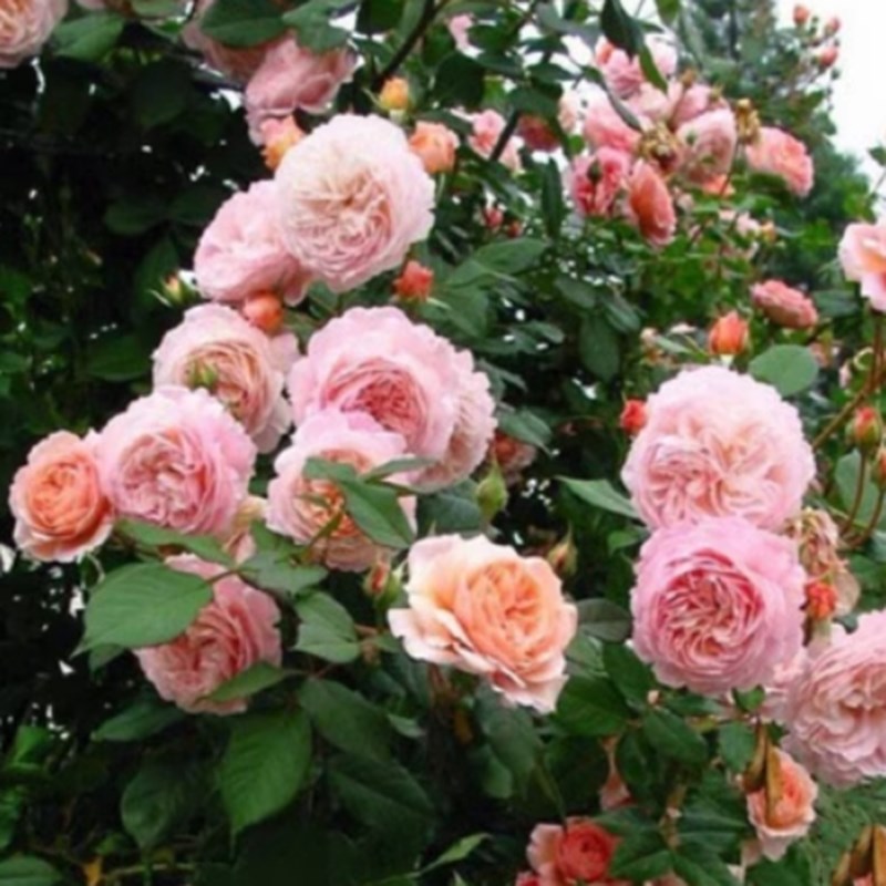 爬藤月季威廉莫里斯藤本玫瑰蔷薇花苗浓香型多季开花阳台庭院种植