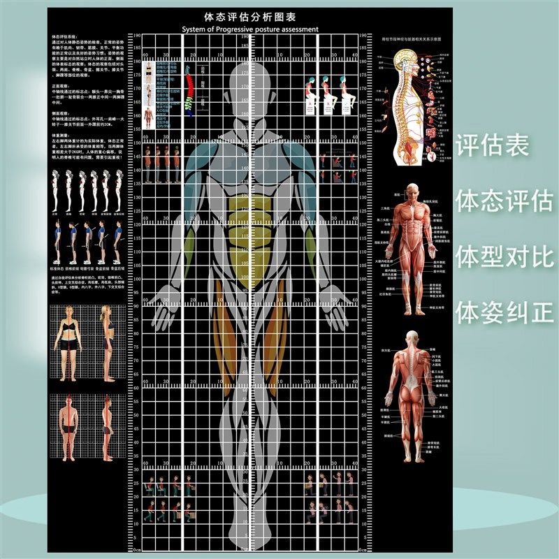 体态评估墙贴精准尺寸身高测量表健身房体测网格纸身体矫正体态表