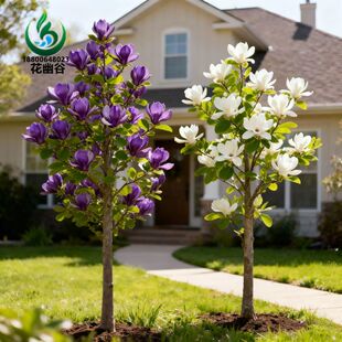 紫玉兰树苗二乔玉兰白玉兰树苗庭院别墅栽植观赏花卉道路绿化苗木