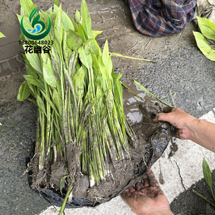 泻苗水生植物湿地种植泽泻苗挺水植物污水处理浮岛种植净化水质