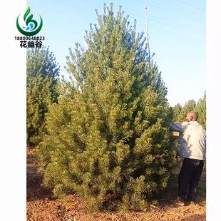 白皮松树苗绿化大树四季常青庭院风景行道造型树白皮松小苗盆景树