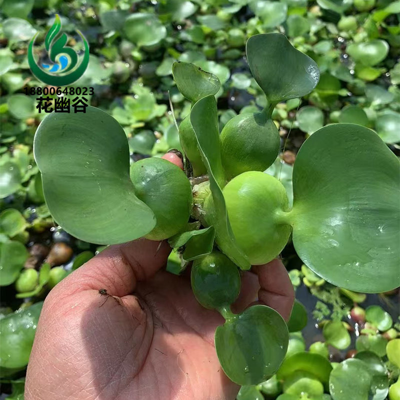水葫芦苗水草浮萍鱼缸龟虾花卉鱼池塘净化水生盆栽水培植物水芙蓉