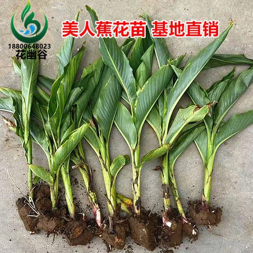 水生美人蕉花苗挺水植物