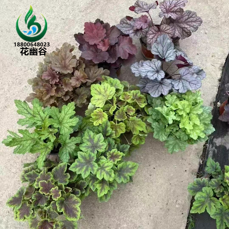 矾根盆栽花卉植物四季常青观叶