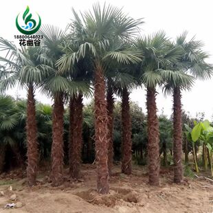 棕榈树苗棕榈小苗蒲葵树苗老人葵扇子树苗别墅庭院植物花卉观赏
