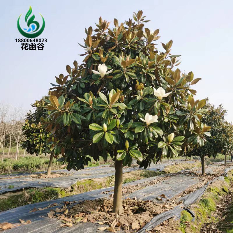 广玉兰四季常绿庭院别墅行道树