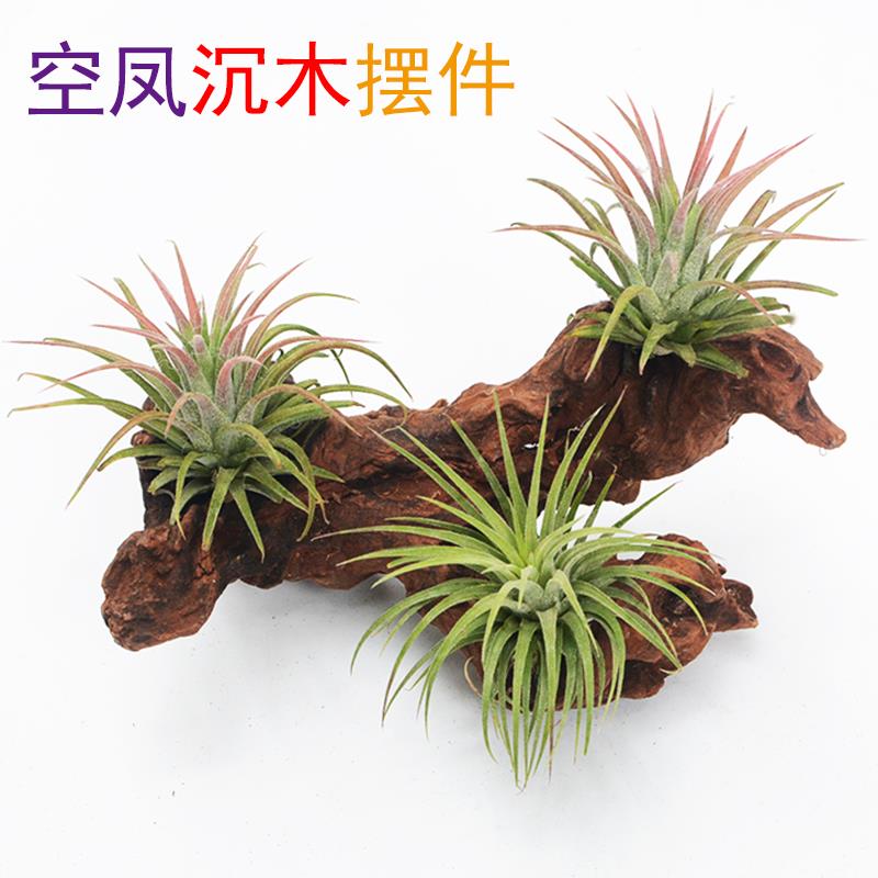 空气凤梨沉木创意空凤花艺 防辐射桌面办公室装饰 绿植微景观摆件