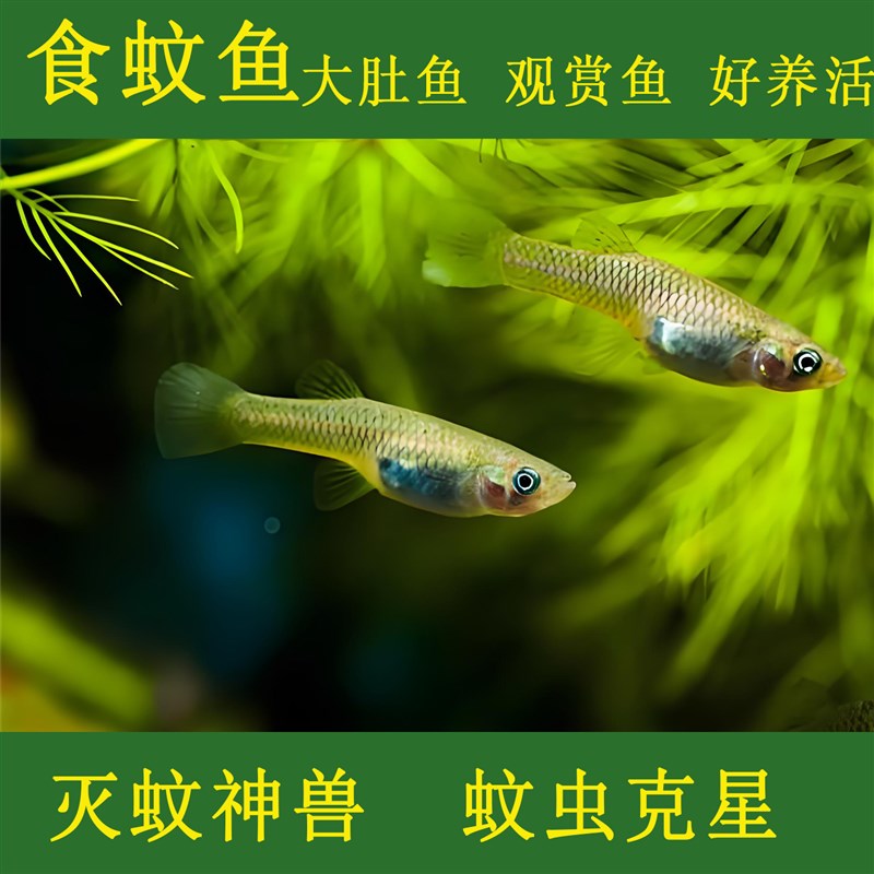 食蚊鱼观赏鱼清鳉鱼原生冷水鱼大肚鱼吃蚊子幼虫龙鱼开口饲料