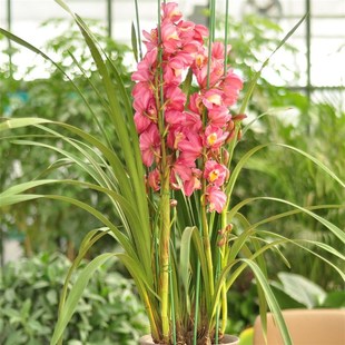 兰常绿客厅阳台绿植花卉 兰花盆栽浓香墨兰惠兰宽叶兰花苗建兰四季