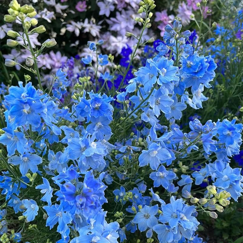 小花飞燕草盆栽 春季开花花园阳台喜阳花卉 耐寒多年生植物可切花