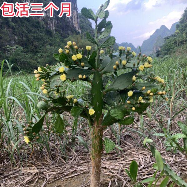 单刺团扇夏季花量最多仙人掌老桩发货室内净化空气户外造景易养活