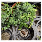 黄缘乌龟水陆缸造景植物小叶霹雳雨林缸攀爬植物生态匍匐生长绿植