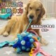 狗狗益智玩具消耗体力自嗨解闷神器宠物闻嗅垫藏食漏食球耐咬磨牙