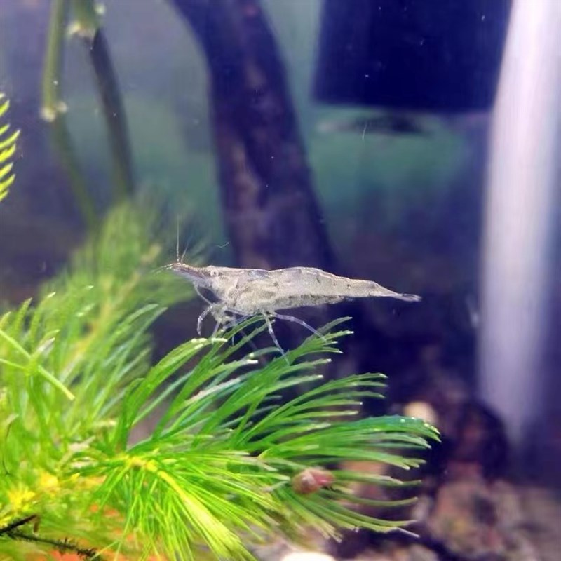 冷水淡水黑壳虾除藻虾水族去丝藻乌龟龙鱼饲料观赏虾工具虾草虾活