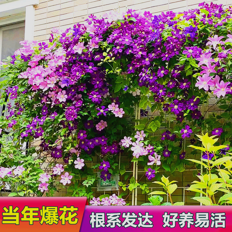 铁线莲爬藤植物多季重瓣大花爬墙花卉攀爬庭院耐寒阳台盆栽带花苞