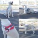 狗狗牵引绳防爆冲大型犬拉布拉多金毛通用背心式 胸背带外出狗绳子