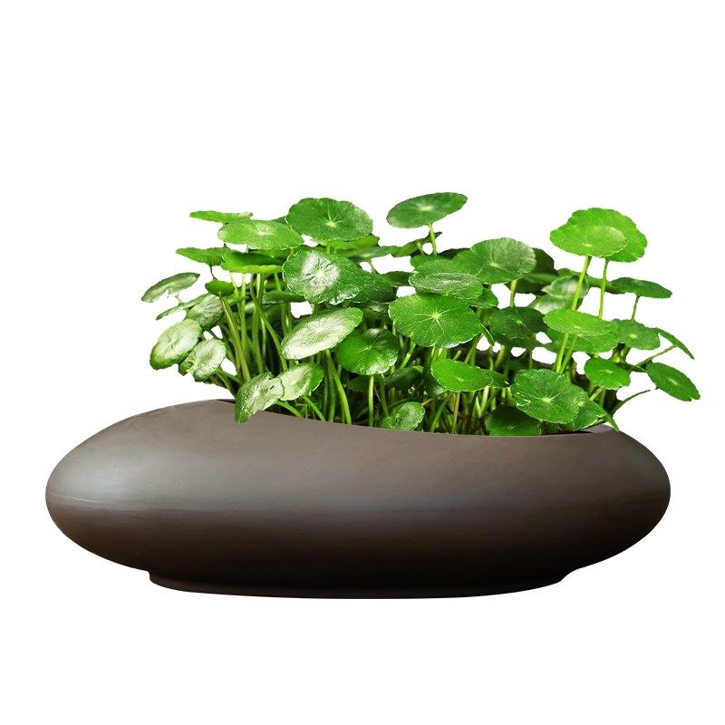 复古紫砂铜钱草专用水培花盆水养绿植器皿大口径陶瓷家用客厅阳台