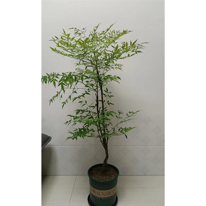 室内大型植物南天竹竺带根卧室客厅净化空气植花卉吊钟盆栽水养培