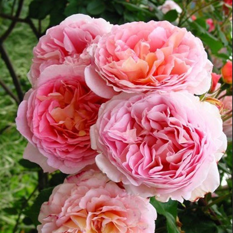 惠惠的花园藤本月季亚伯拉罕四季开花大花浓香抗病阳台庭院玫瑰苗