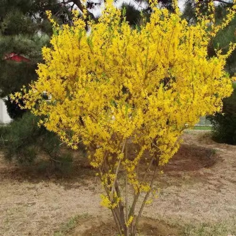 迎春花树苗盆景探春花庭院盆栽攀援爬藤垂吊类花卉报春花耐寒植物