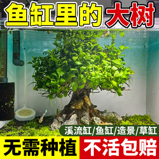 水培水榕鱼缸造景树溪流缸沉木鱼池水生好养植物绿植水草水养草缸