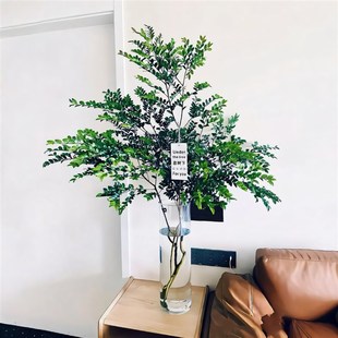 美男树木水培绿植物客厅桌面茶几吊钟盆栽室内马醉木鲜切枝条水养