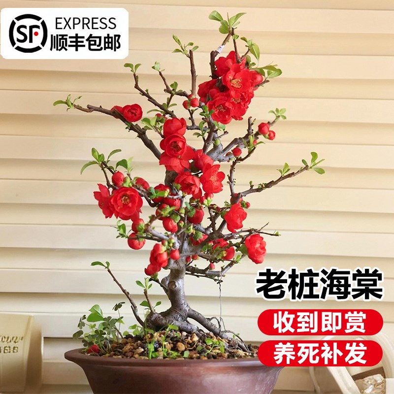 垂丝海棠花盆栽花卉植物室内外庭院四季开花树苗盆景耐寒老桩绿植