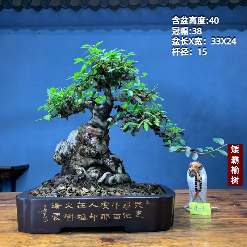 榆树老桩矮霸榆树老桩坨坨小叶榔榆一物一拍榆树盆景种好带盆包邮