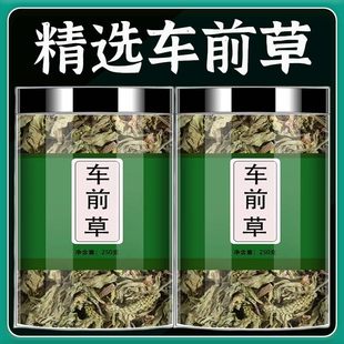 车前草野生中药材车钱草茶包袋泡茶新鲜正品中草药500g车前子泡水